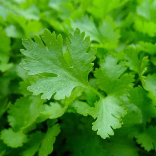 Cultiver-persil-1024x1024