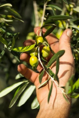 WhatsApp-Image-2026-01-29-at-17.01.10