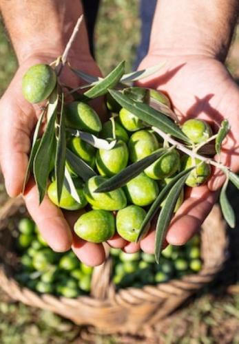 WhatsApp-Image-2026-01-29-at-17.01.15