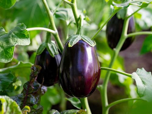 aubergines