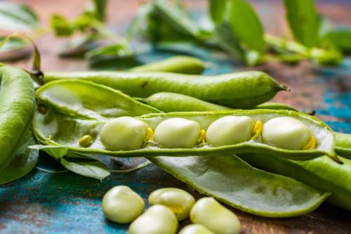 feves ficheprod-scaled