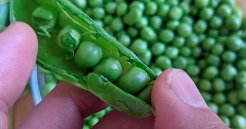ouvrir-petits-pois