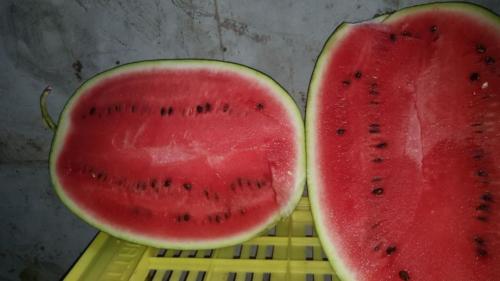 pastèques3 new