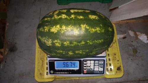 pastèques new
