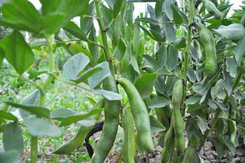 On,The,Stem,Of,The,Bean,(vicia,Faba),Ripen,Green